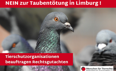 19. Februar 2024: Taubentötung in Limburg rechtswidrig: Tierschutzorganisationen beauftragen Rechtsgutachten