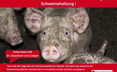 Interview: "Die Entscheidung des Bundesverfassungsgerichts zur Schweinehaltung ist überfällig!"